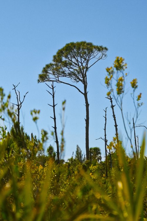 Free Tall pine tree standing amidst lush greenery in a serene rural landscape under clear blue sky. Stock Photo