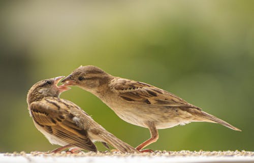 Photos gratuites de alimenter, belle nature, faune africaine