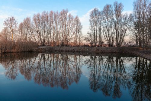 Free Tranquil scene of bare trees reflecting in a calm lake under a blue sky. Stock Photo