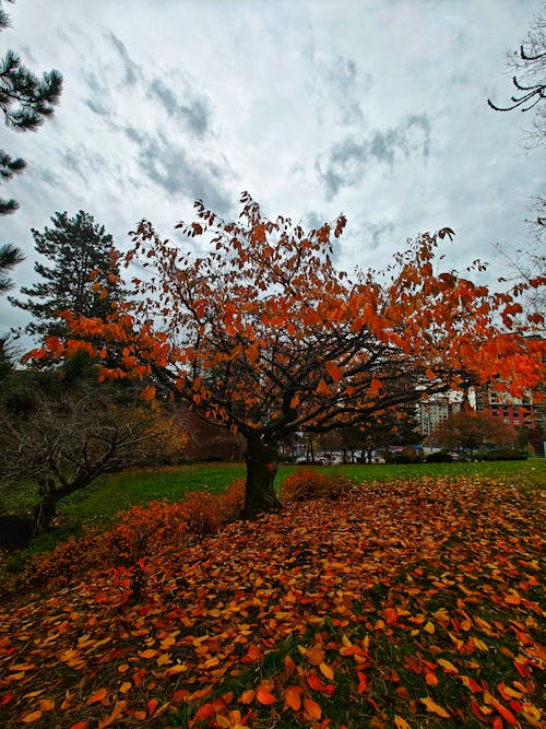 atmosfera de outono, カエデ, カナダの無料の写真素材