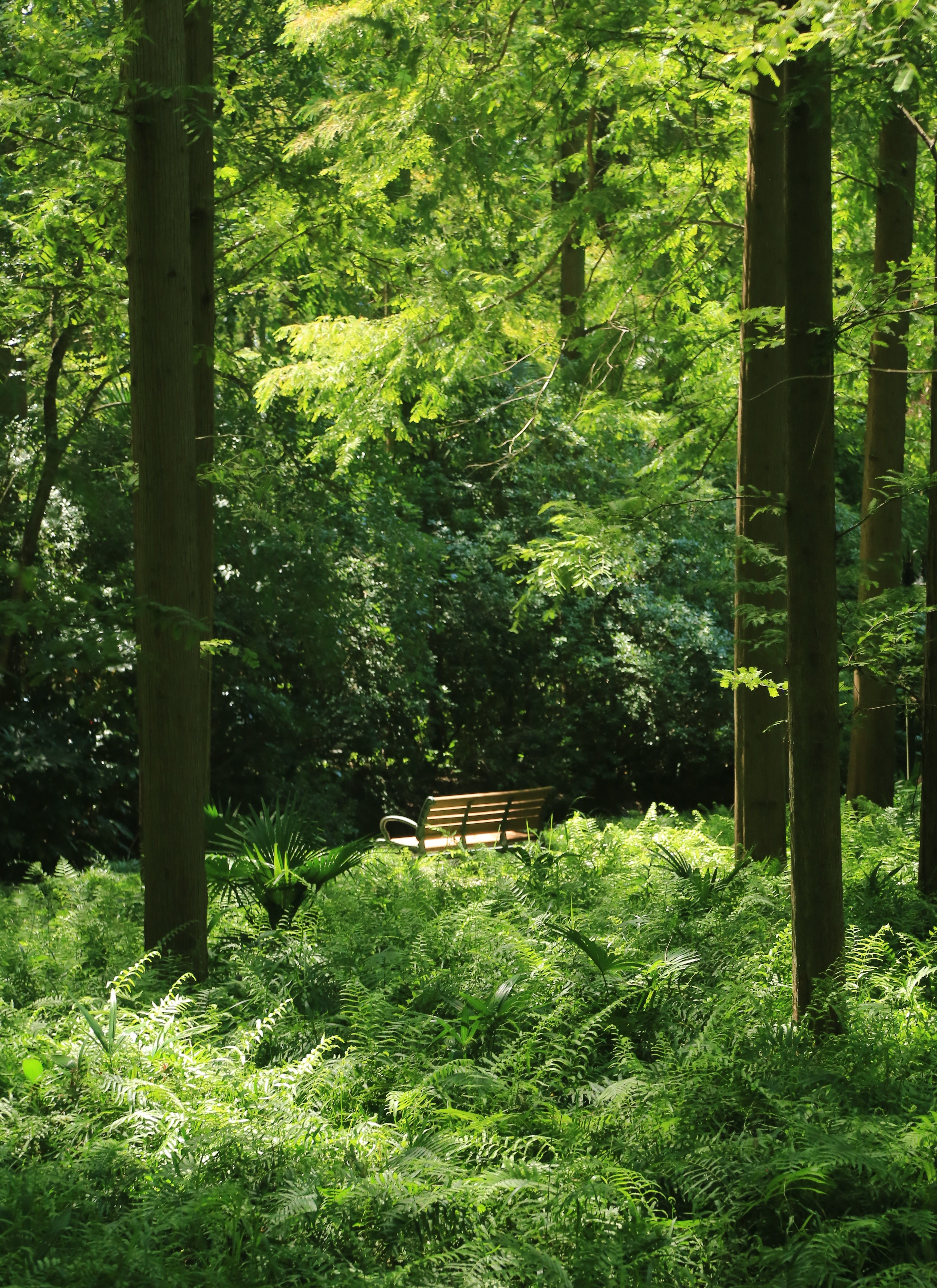 View of a Park with Bright Green Plants and Trees · Free Stock Photo