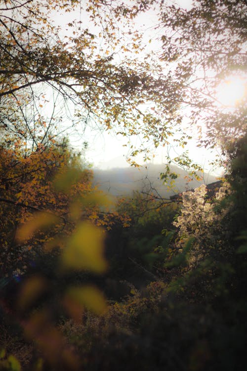 Shrubs in a Forest in Sunlight 