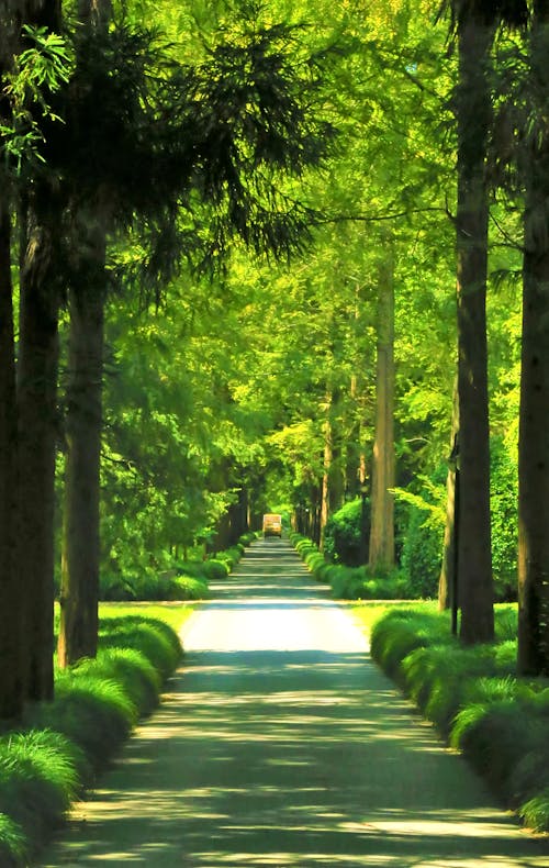 Path in a Green Park