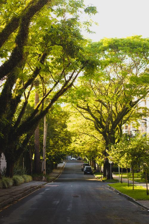 Free A serene city street surrounded by lush green trees under bright sunlight, perfect for urban nature themes. Stock Photo