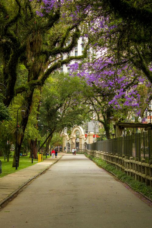 Free Beautiful springtime pathway lined with jacaranda trees in an urban park. Stock Photo