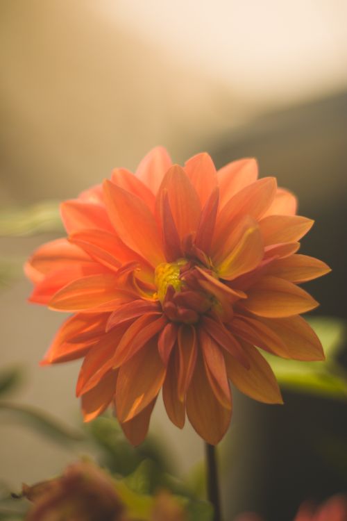 Free A vibrant orange dahlia flower captured in a misty, soft-focus environment, showcasing its delicate petals. Stock Photo