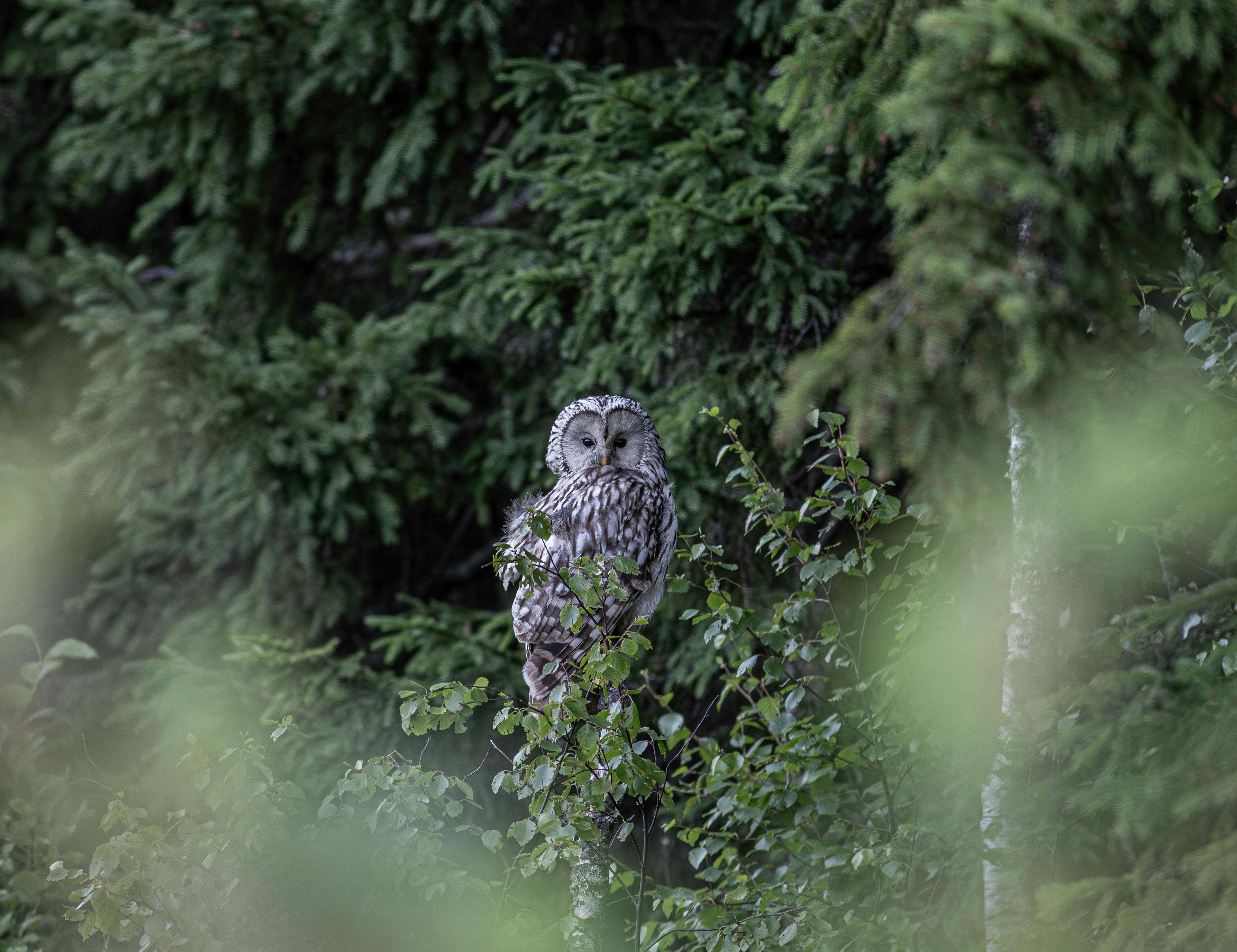 a bird sitting on a tree branch in the woods