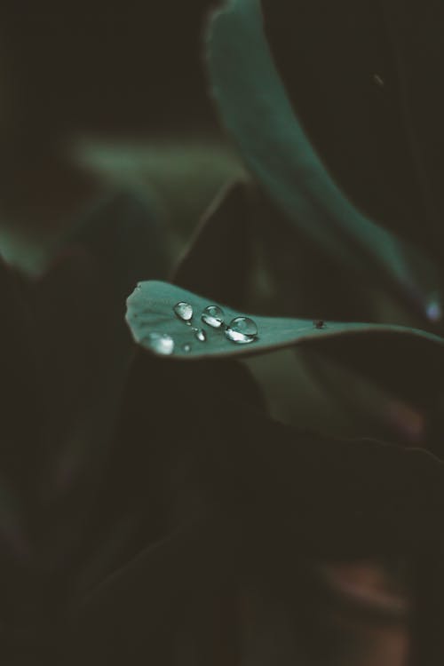 Close-Up Photo of Water Drops on Leaf