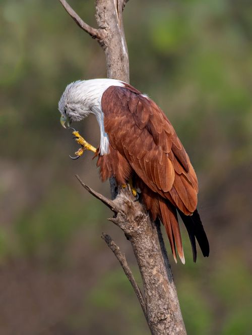 Free Brahminy kite perching on a tree branch in a natural setting, showcasing its plumage. Stock Photo