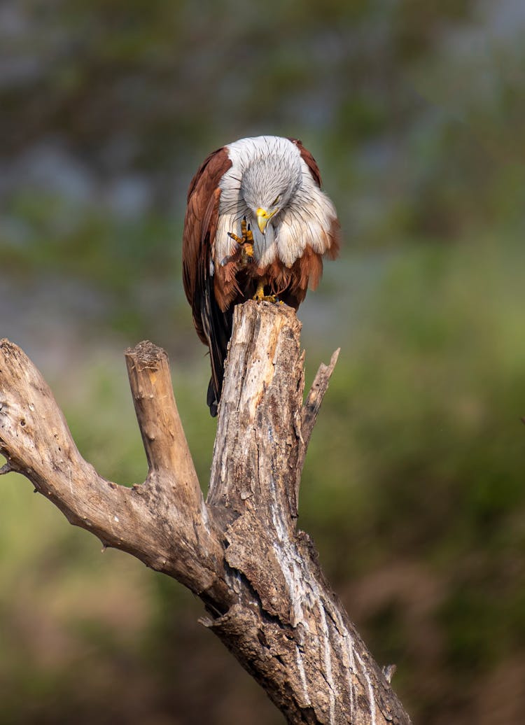 Eagle On Withered Tree