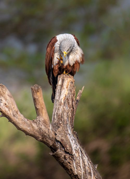 Free Close-up of a majestic eagle perched on a bare tree branch in a natural setting. Stock Photo