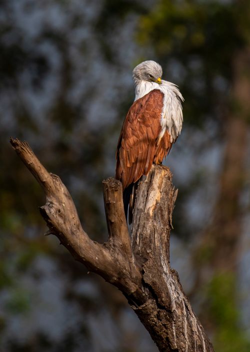 Free A majestic bird of prey perched on a withered tree branch, captured in wildlife photography. Stock Photo