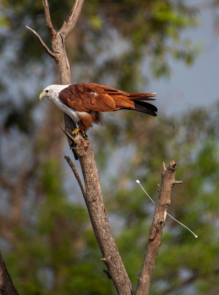 Eagle Perching On A Tree 