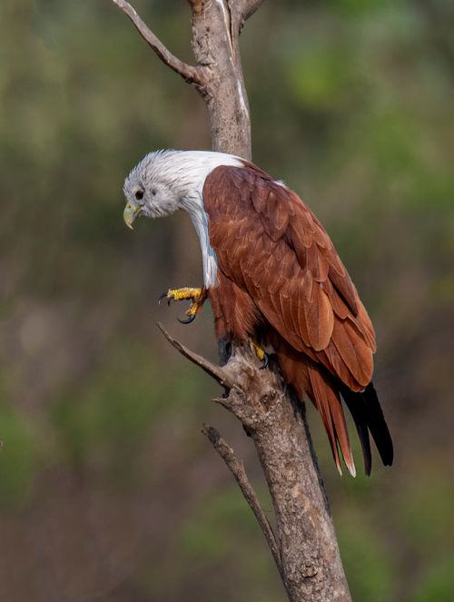 Free Close-up of a Brahminy Kite perched on a tree branch in natural habitat. Stock Photo