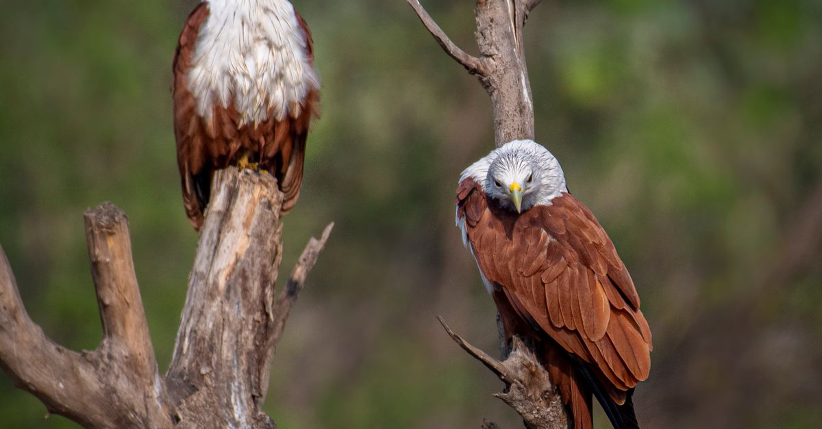 Brahminy Rothman Couple of Brahminy Kites · Free Stock Photo