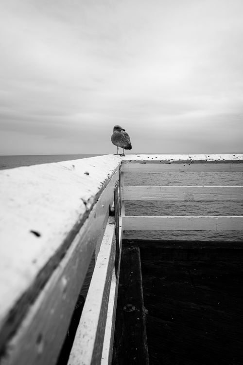 Free A serene black and white image of a seagull on a pier overlooking the ocean. Stock Photo