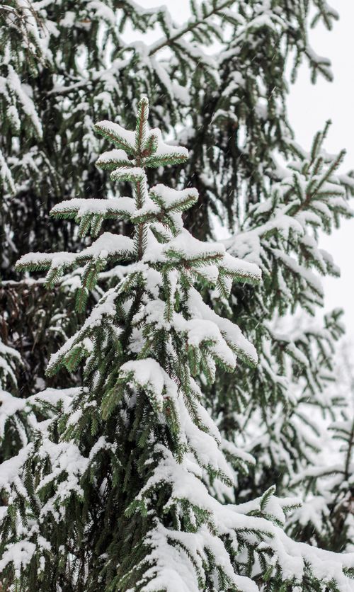 Free A detailed view of a snow-laden evergreen tree in a tranquil winter forest setting. Stock Photo