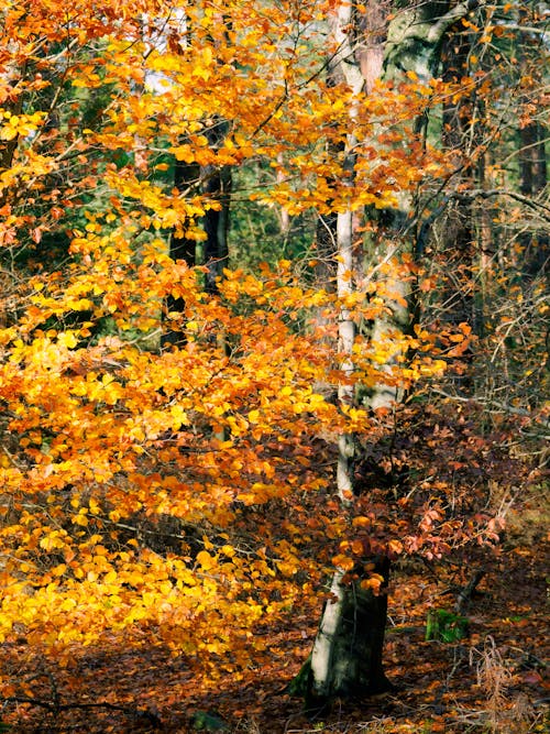 Darmowe zdjęcie z galerii z gałęzie, jesień, krajobraz