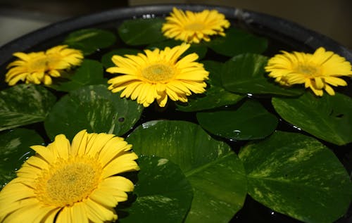 免费 黄色的花朵与荷花豆荚放在黑盆 素材图片