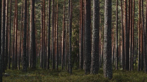 Gratis arkivbilde med eviggrønn, landskap, skog