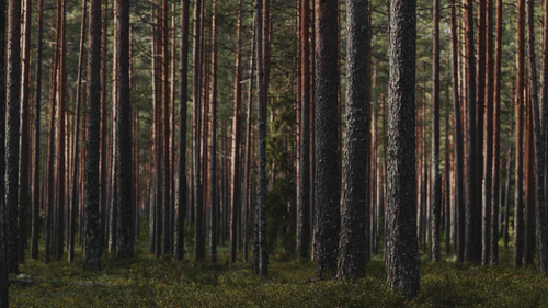 Free Serene view of a dense forest with tall evergreen trees and rich undergrowth. Stock Photo