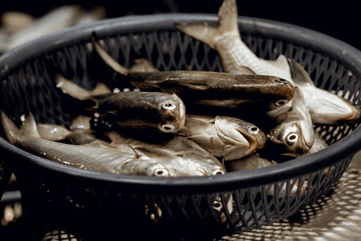 A close-up of fresh fish in a basket at a market in Keelung, Taiwan.