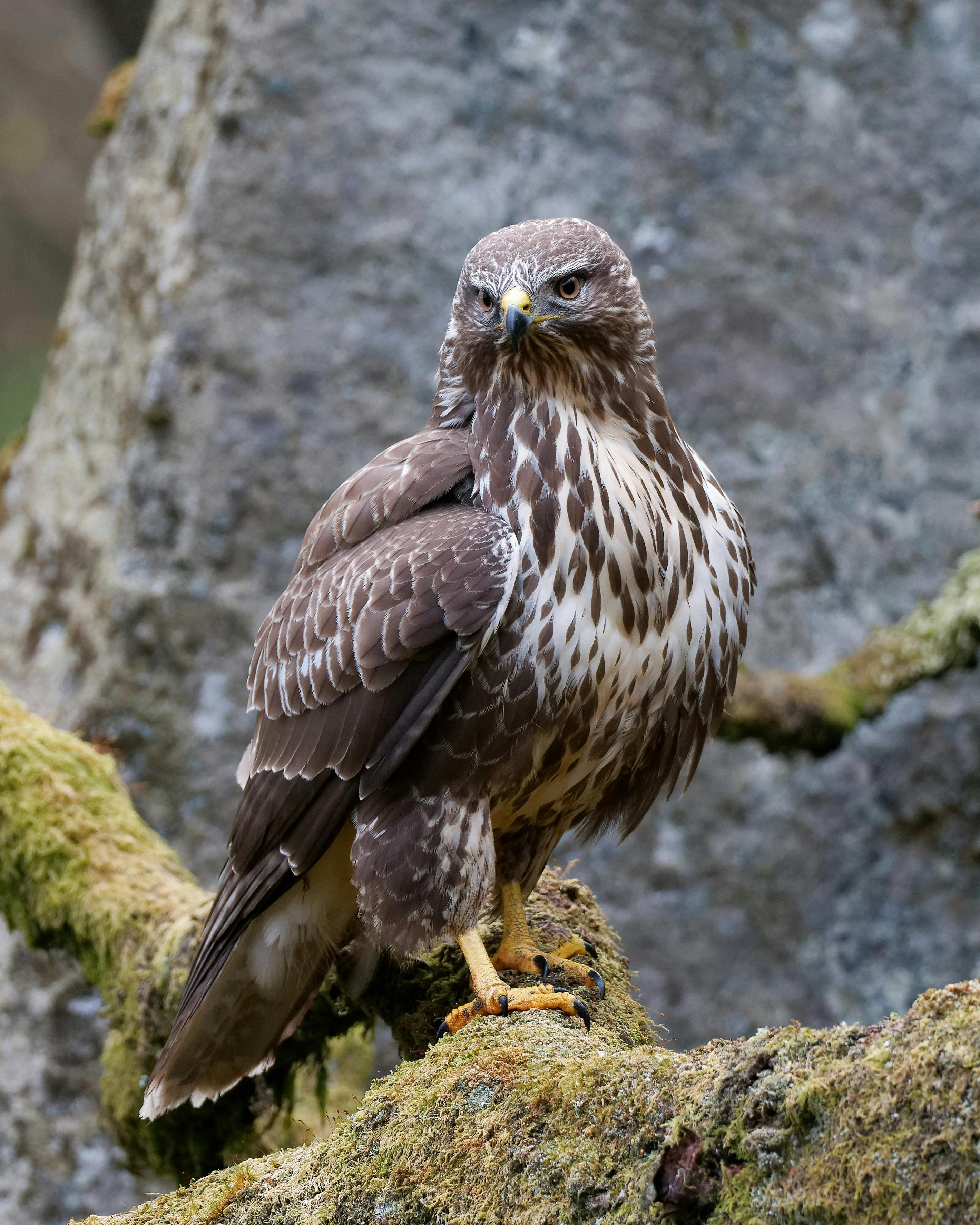 Zopilote vulture buzzard bird in Baja California 17418932 Stock Photo at  Vecteezy, image size:2840x3550