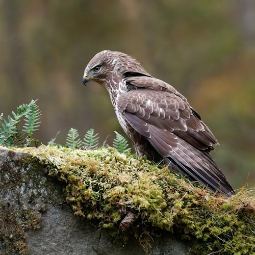Common Buzzard Bird on Mossy Rock