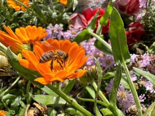 Large Bee on an Orange Flower