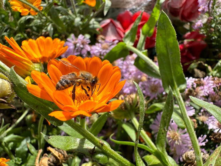 Large Bee On An Orange Flower