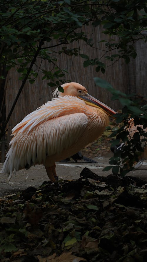 Gratis stockfoto met dieren in het wild, dierenfotografie, pelikaan Stockfoto