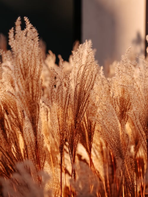 Základová fotografie zdarma na téma detail, pampas trávy, příroda