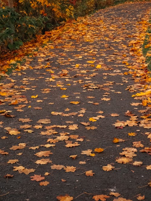 Gratis stockfoto met aarde, gele bladeren, herfst