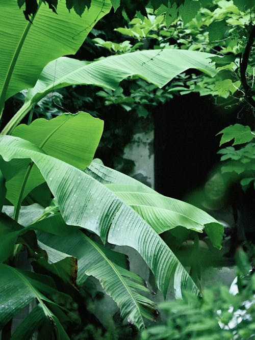 Plants with Big, Green Leaves