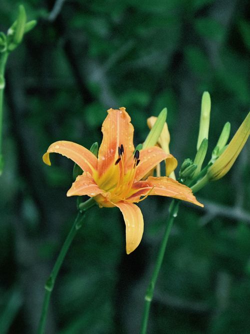 Free Close-up of a vibrant orange daylily flower with fresh green background, showcasing nature's beauty. Stock Photo