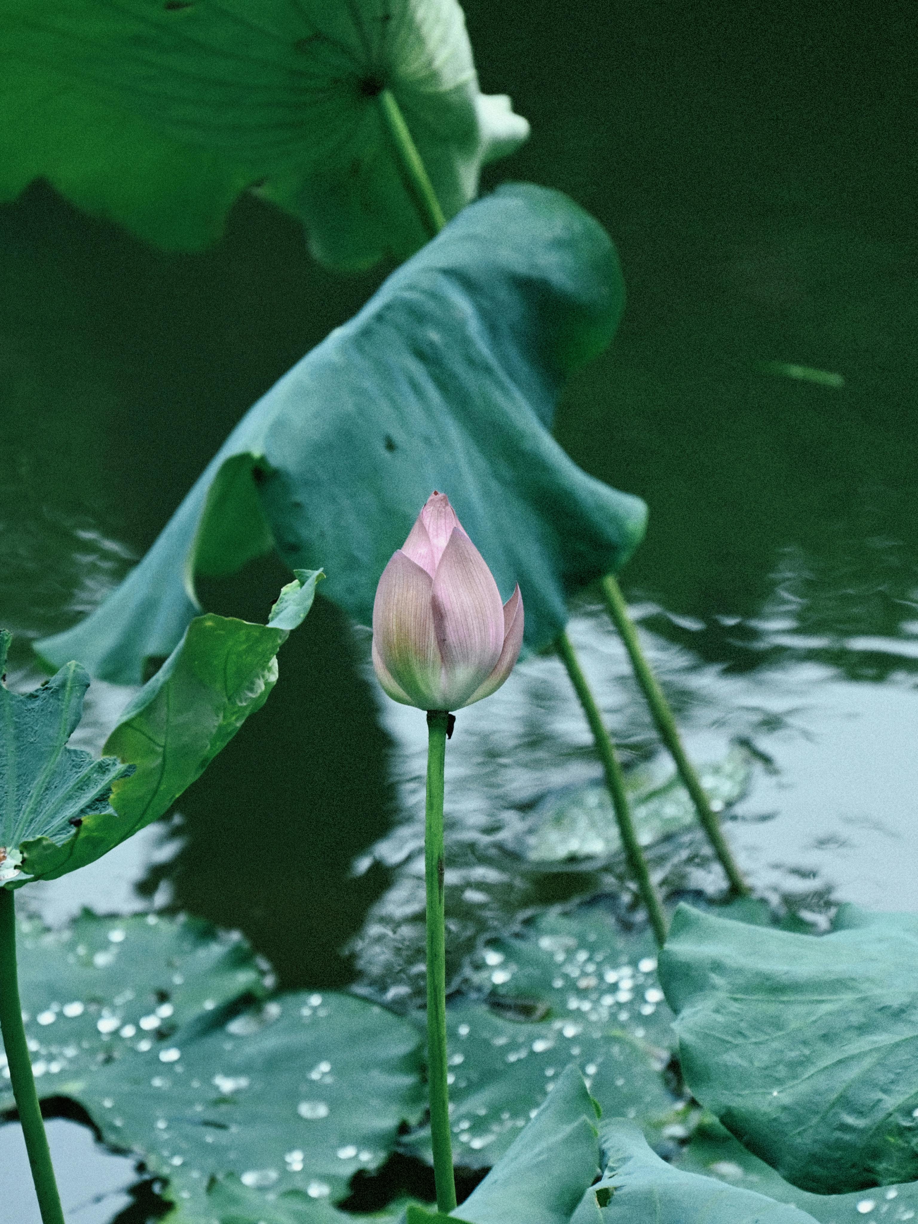 Water Lilies and Lotus Flower Free Stock Photo