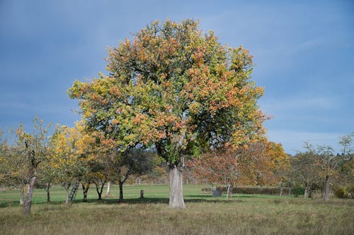 Foto d'estoc gratuïta de arbres, caure, cel blau