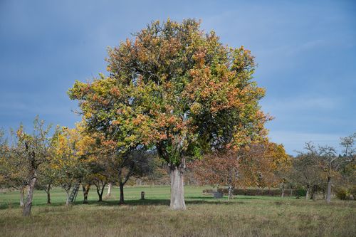 Free A vibrant autumn tree in a serene countryside setting of Neuhausen, Germany. Stock Photo