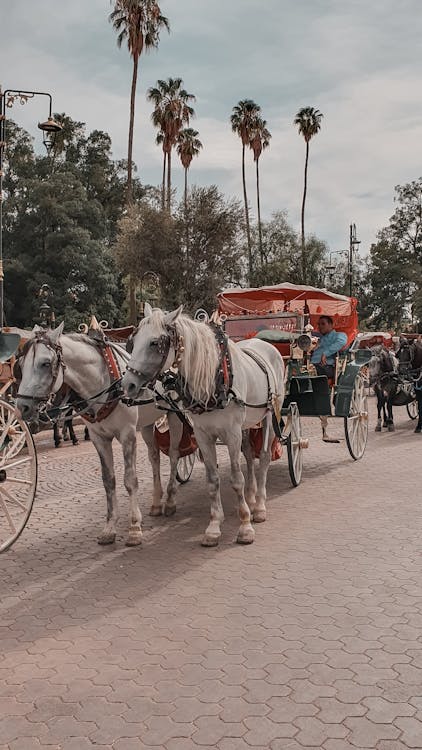 Fotobanka s bezplatnými fotkami na tému dlaždica, kôň, marockí