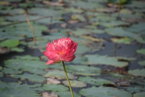 Gratis lagerfoto af blomst, flora, lotusblomst