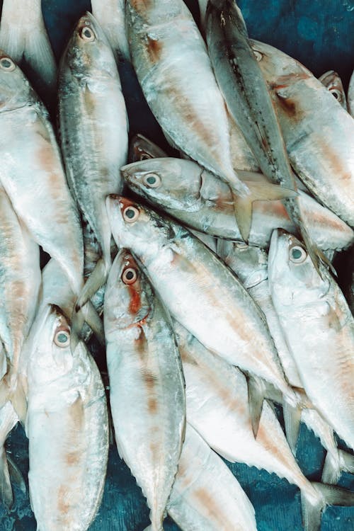 Foto profissional grátis de alimento, captura, fechar-se