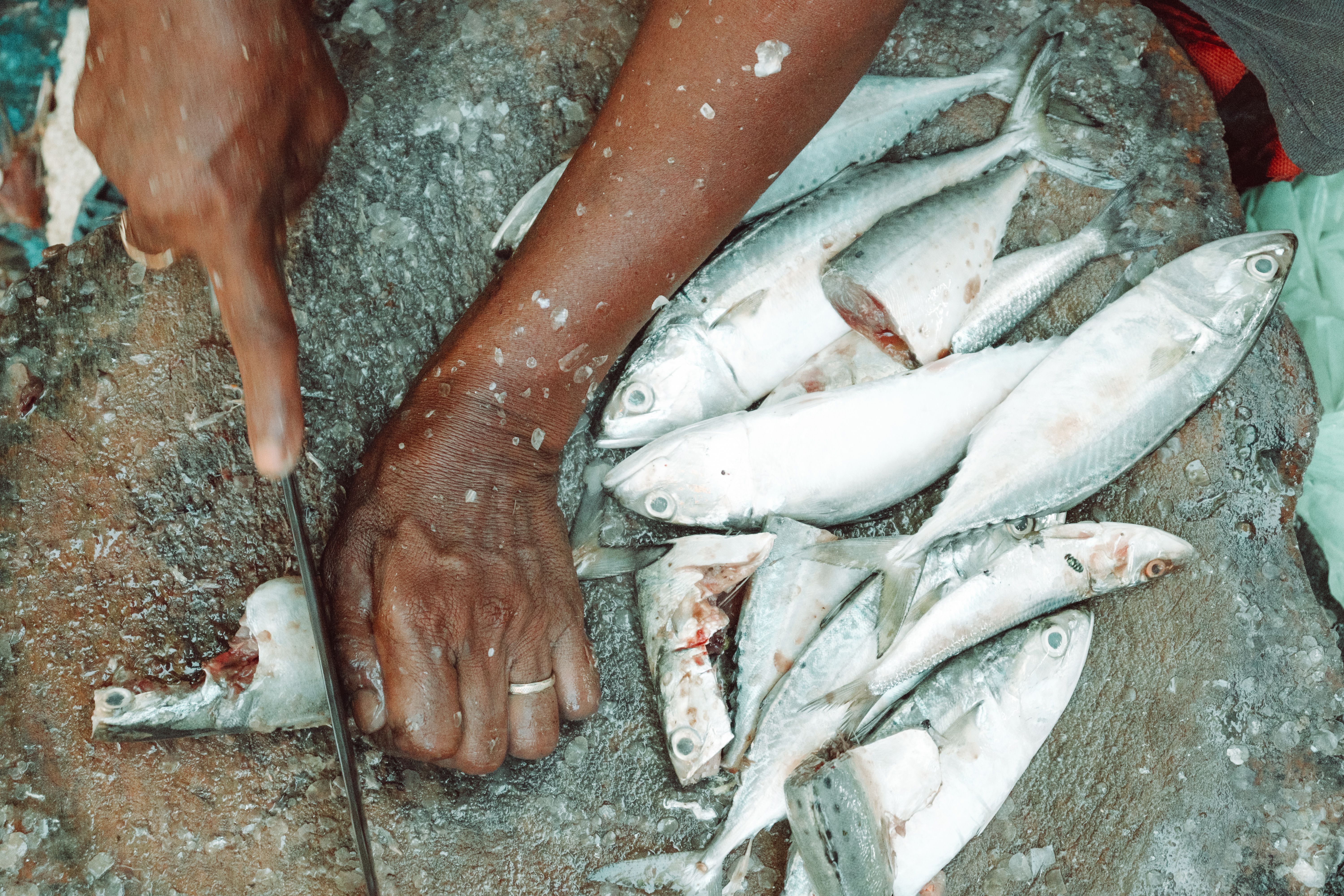 Fish; frozen, jack and horse mackerel (Trachurus spp.), excluding fillets, fish meat of 0304, and edible fish offal of subheadings 0303.91 to 0303.99