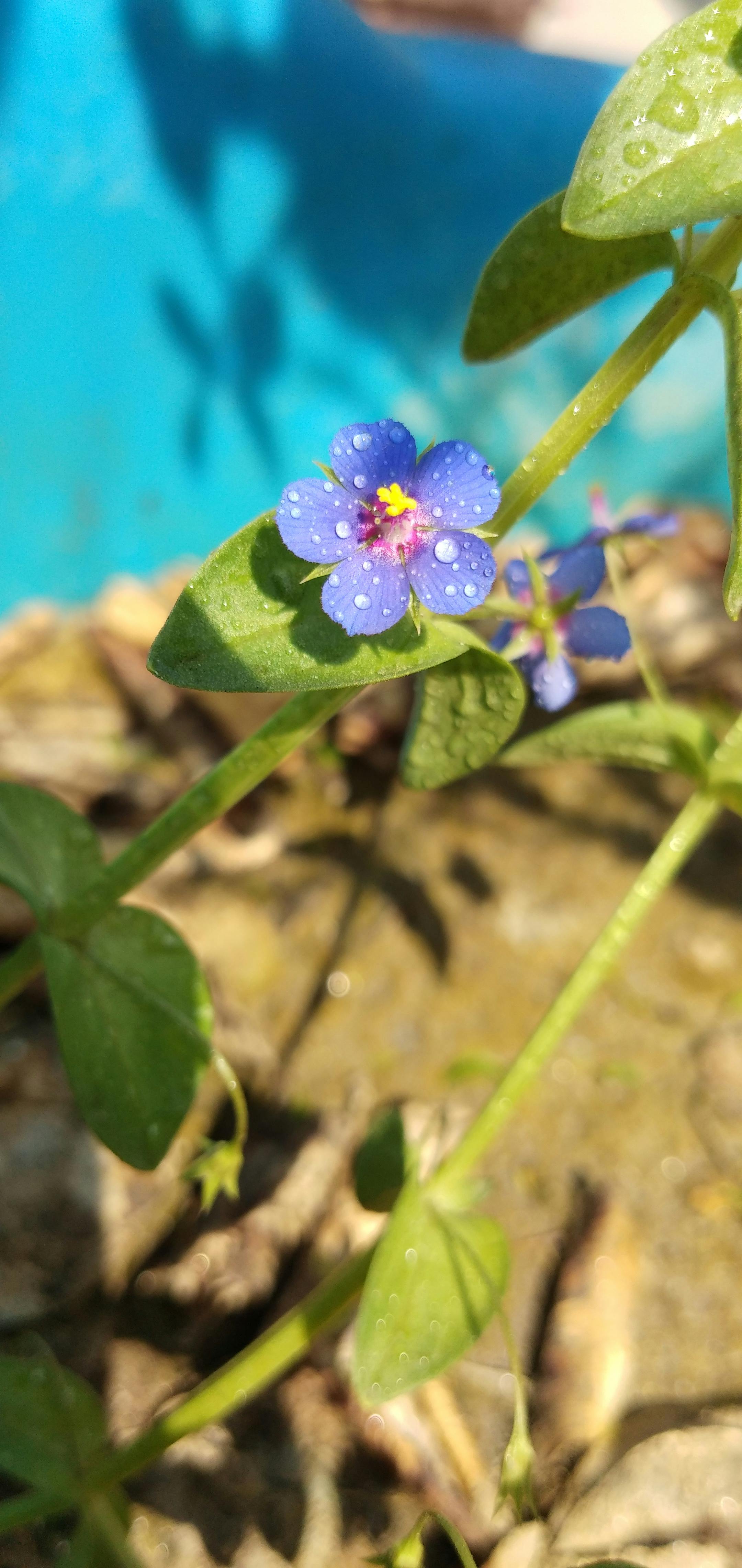 Foto Stok Gratis Tentang Bunga Biru Bunga Yang Indah Bunga Bunga Indah