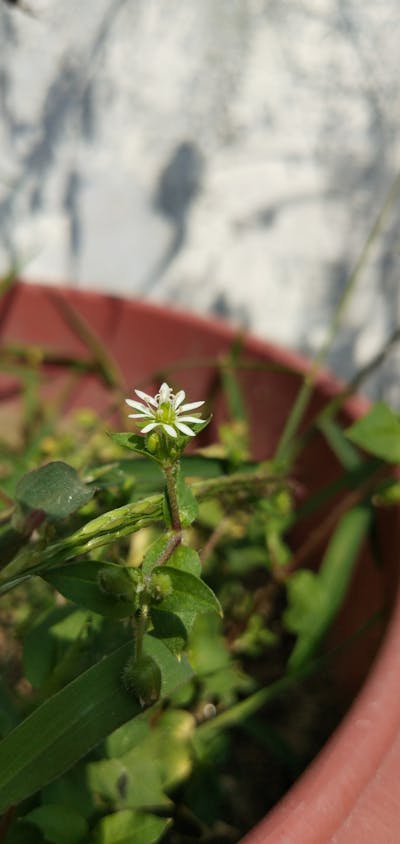 重阳节的对父母说说朋友圈 重阳节对父母说的祝福语