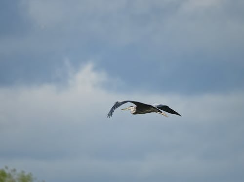Close-up of a Heron Flying against a Cloudy Sky 