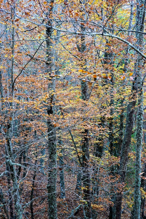 Ilmainen kuvapankkikuva tunnisteilla maisema, metsä, puhelimen taustakuva