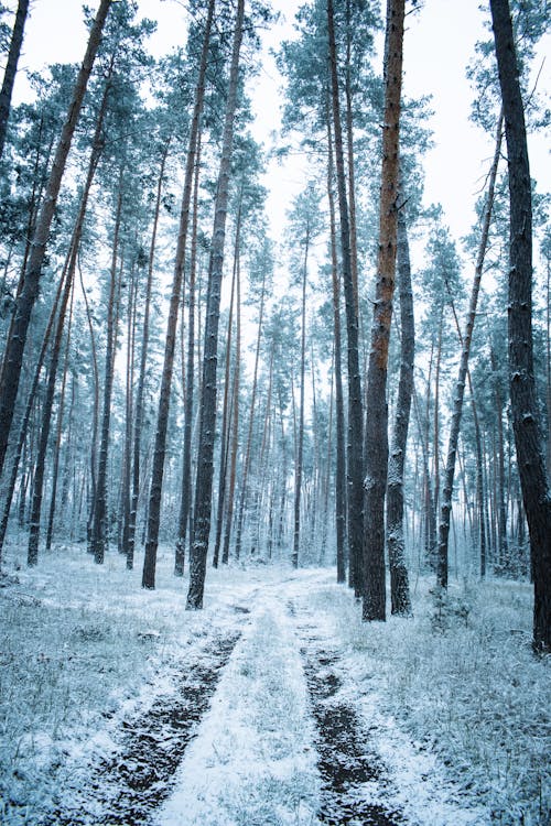 Tall Trees around Dirt Road in Forest in Winter