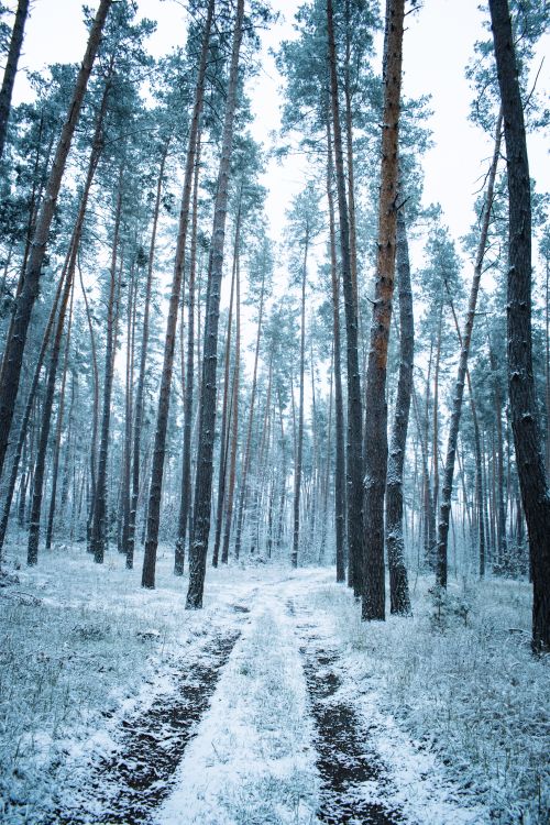 Free Snow-covered forest with tall trees and a narrow dirt road during winter. Stock Photo