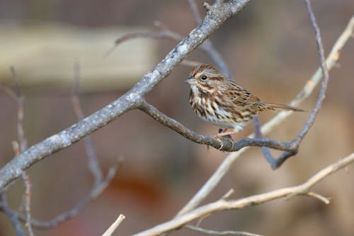 Free Sparrow Perching on Branch Stock Photo