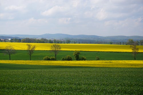 Бесплатное стоковое фото с горы, деревья, желтое поле